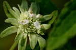 Clustered bushmint